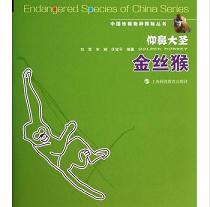 仰鼻大圣--金丝猴